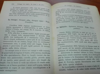 Figura 7 – Descrizioni della ‘Senape bianca’ e della ‘Senape nera’. Fonte: Baldrati (1957).