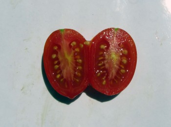 Figura 1 - Cavità placentare del 'pomodorino di Manduria'. Fonte: BiodiverSO.