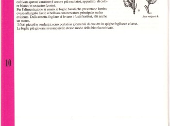 Figura  2 – Descrizione della bietola. Fonte: “I fogghie de fore” (Anonimo, 1995).