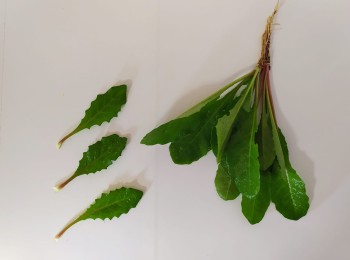 Figura 3 - Aspraggine volgare, foglie e pianta