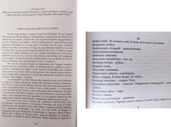 Figura 5 – L’Aspraggine volgare (Helmintia echioides) nelle “Memorie sulle pellegrinazioni botaniche” del Signor Canonico Luigi Tarsia Incuria. Fonte: Fanizzi (2003).