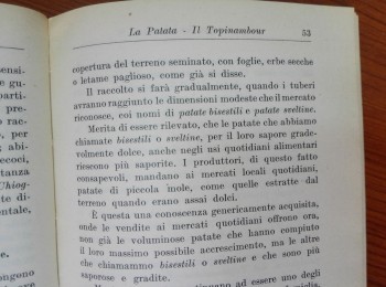 Figura 1 - La 'patata bisestile' o 'sveltina' in manuali di orticoltura moderna. Fonte: Baldrati (1957).