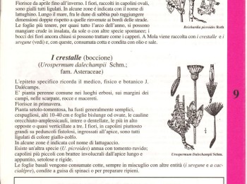 Figura 3 – Descrizione del boccione maggiore. Fonte: “I fogghie de fore” (Anonimo, 1995).