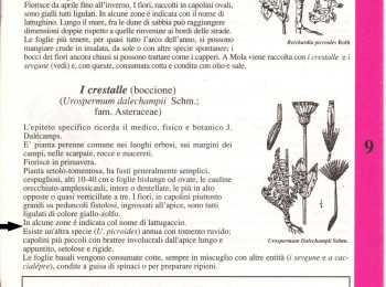 Figura 2 - Descrizione del boccione minore. Fonte: “I fogghie de fore” (Anonimo, 1995).