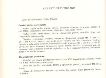 Figura 3 - Descrizione del ‘Carciofo viola di Putignano’. Fonte: Dellacecca et al. (1976).