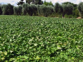 La Batata leccese attraverso un secolo di storia, tra parole e immagini