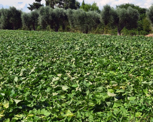 La Batata leccese attraverso un secolo di storia, tra parole e immagini