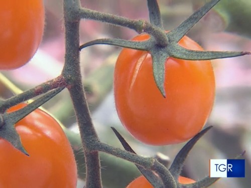 L'Atlante dei Prodotti Agroalimentari Tradizionali al TGR di Puglia