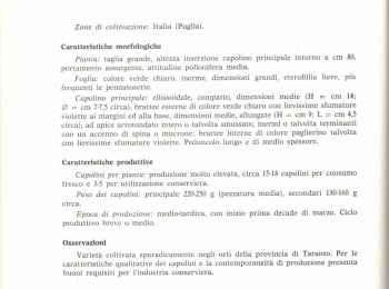 Foto 2 - Descrizione del 'Carciofo bianco tarantino'. Fonte: Dellacecca et al. (1976).
