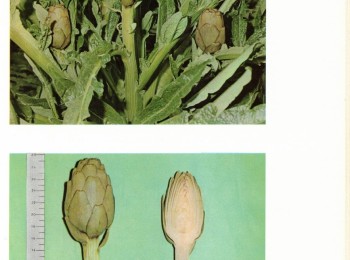 Foto 3 - Descrizione del 'Carciofo bianco tarantino'. Fonte: Dellacecca et al. (1976).