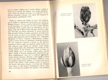 Foto 4 - Descrizione del 'Carciofo bianco tarantino'. Fonte: D'Introno (1967).
