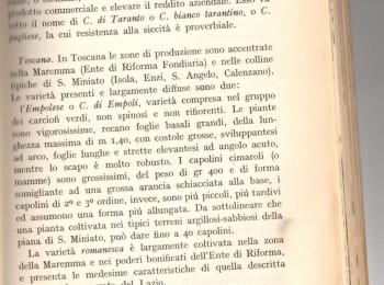 Foto 5 - Descrizione del 'Carciofo bianco tarantino'. Fonte: D'Introno (1967).