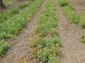 Foto 3 - Piante di pomodoro 'Prunill' coltivate in pieno campo.