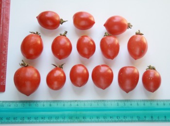 Foto 4 - Caratterizzazione delle bacche di pomodoro 'Prunill'.