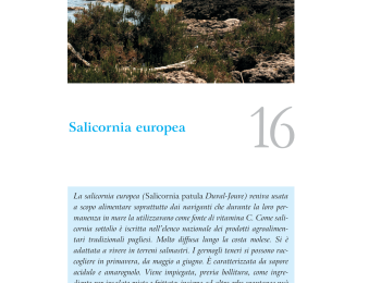 Foto 4 - La salicornia tra le piante spontanee utilizzate nella cucina di Mola di Bari (BA). Fonte: Bianco et al. (2009).