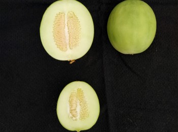 Foto 1 - Sezione trasversale di frutti di carosello 'Scopatizzo'.