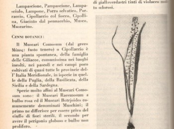 Figura 1 - Il Muscari o Cipollaccio (Del Salvatore, 1950). Fonte: Rivista Agricoltura Pugliese.