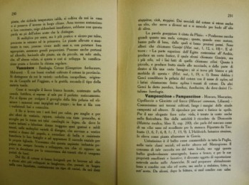 Figura 2 - Vampasciòne o Pampasciòne. Fonte: Selvaggi (1950).