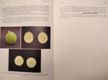 Figura 2 – Il Carosello di Polignano. Fonte: Bianco e Pimpini (1990).