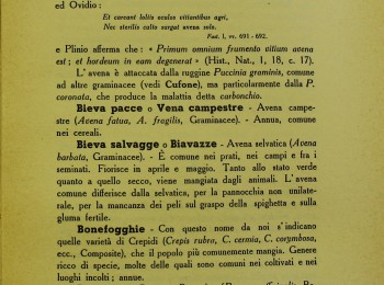 Figura 1 – Borraggine in dialetto martinese. Fonte: Selvaggi (1950).