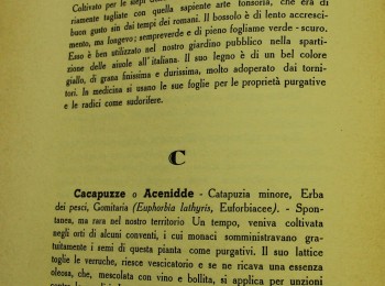 Figura 2 - Borraggine in dialetto martinese. Fonte: Selvaggi (1950).
