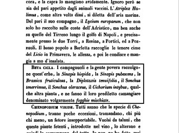 Figura  1  - Il grespino e le "fogghie mischiate". Fonte: Bruni (1857).