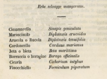 Figura 1 – Il ‘marasciuolo’ tra le erbe selvagge mangerecce. Fonte: Della Martora (1846).