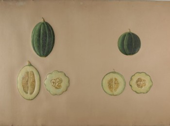 Figura 3 – Tavola raffigurante la varietà ‘Tonda di meloncella’. Fonte: Museo Orazio Comes di Portici (NA).