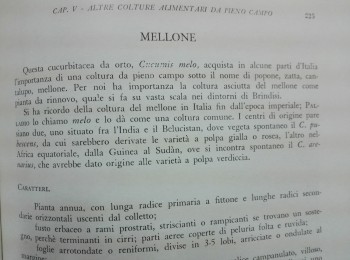 Figura  4 - Il ‘mellone’ di Brindisi. Fonte: Pantanelli (1955).
