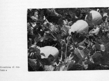 Figura  5 - Frutti del 'Gialletto' brindisino. Fonte: Marzi (1960).