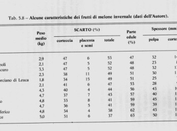 Figura  12 - Caratteristiche dei frutti di melone invernale. Fonte: Bianco e Pimpini (1990).