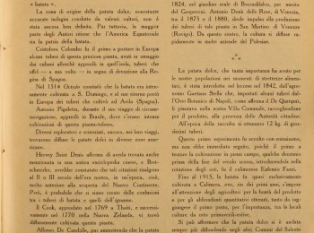 Figura 1 - La coltivazione della batata nella provincia di Lecce. Fonte: Zocco (1951).