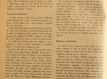 Figura 2 - La coltivazione della batata nella provincia di Lecce. Fonte: Zocco (1951).