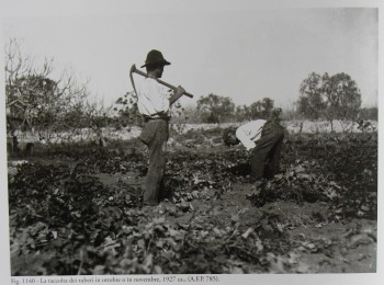 Figura 5 – Il ciclo colturale della batata. Fonte: Archivio fotografico Palumbo (1927 ca.).