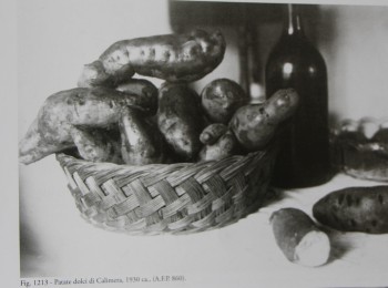 Figura 6 – Il ciclo colturale della batata. Fonte: Archivio fotografico Palumbo (1930 ca.).