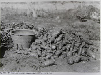 Figura 7 – Il ciclo colturale della batata. Fonte: Archivio fotografico Palumbo (1927 ca.).