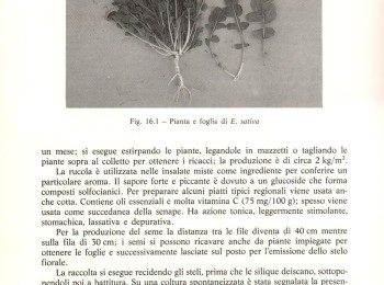 Figura 1 - Le specie di 'rucola' più diffuse in Puglia. Fonte: Bianco e Pimpini (1990).