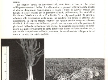 Figura   3 – La tecnica di produzione dei cipollotti. Fonte: Bianco (1990).