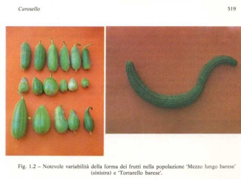 Figura 1 – Frutti di Carosello ‘Mezzo lungo barese’ e ‘Tortarello barese’. Fonte: Bianco (1990).