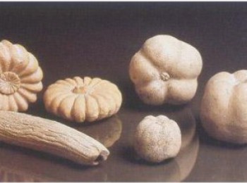 Figura 2 – “Fruttini votivi di terracotta”: mele, capsule di papavero e tortarello verde in un’offerta votiva del V sec. a.C. Fonte: Museo Archeologico di Taranto.