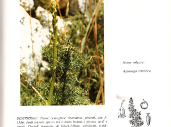 Figura 3 – Descrizione dell’asparago selvatico. Fonte: Bianco (1990).
