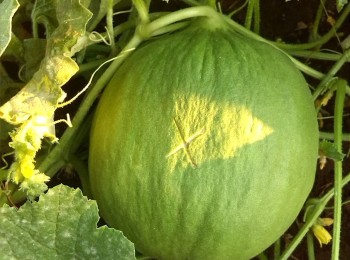 Figura 2 - Barattiere selezionato dall’agricoltore per la produzione di sementi.