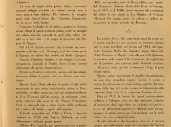 Figura 2 – La coltivazione della batata nella provincia di Lecce. Fonte: Zocco (1951).