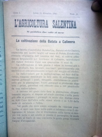La coltivazione della Batata a Calimera