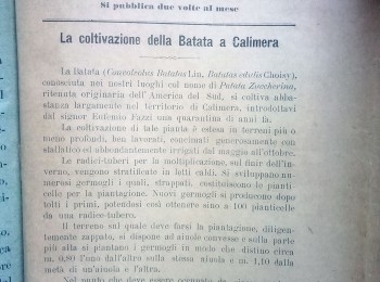 Figura  1 – La coltivazione della Batata a Calimera. Fonte: Vallese (1902).