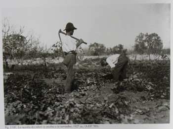 Figura 6 – Il ciclo colturale della batata. Fonte: Archivio fotografico Palumbo (1927 ca.).