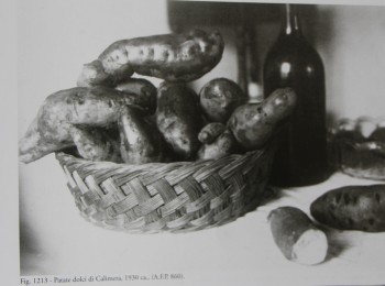 Figura 7 – Il ciclo colturale della batata. Fonte: Archivio fotografico Palumbo (1930 ca.).