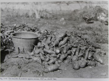 Figura 8 – Il ciclo colturale della batata. Fonte: Archivio fotografico Palumbo (1927 ca.).