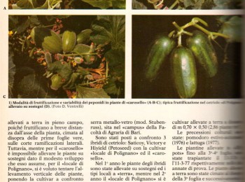 Figura 3 – Prove di confronto tra 'carosello' e cultivari di cetriolo allevate in serra - parte 2 di 3. Fonte: Dellacecca e Mancini, 1978.