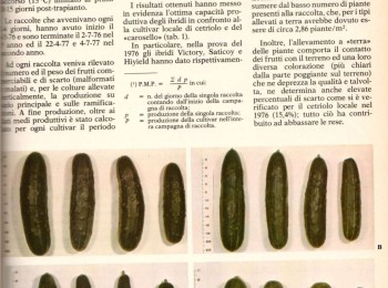 Figura 4 - Prove di confronto tra 'carosello' e cultivari di cetriolo allevate in serra - parte 3 di 3. Fonte: Dellacecca e Mancini, 1978.
